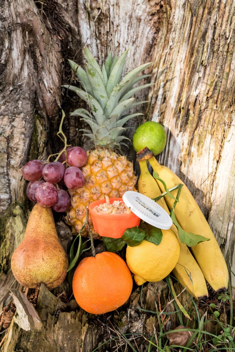 Teignes Vivantes Aromatisées en Btes d'env.10 Gr Tutti Frutti banane