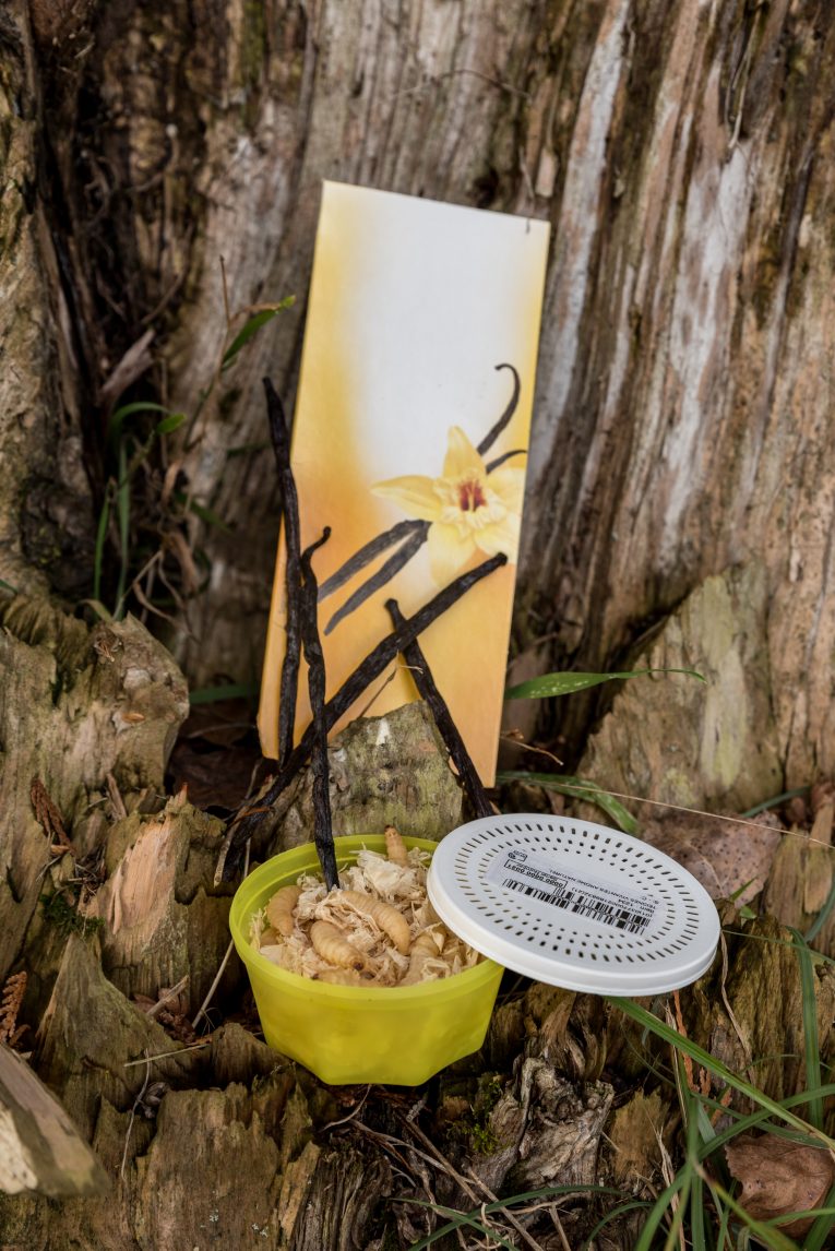 teignes vivantes vanilles opco