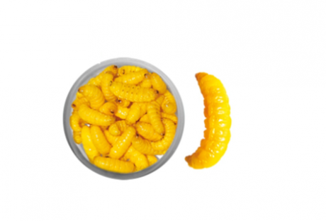 Teignes naturelles momifiées - Jaune