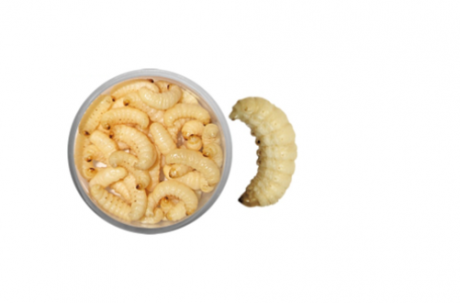 Teignes naturelles momifiées - Blanc