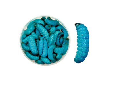 Teignes naturelles momifiées - Bleu