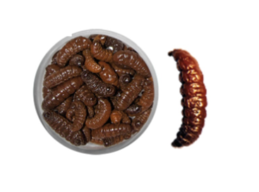 Teignes naturelles momifiées - Marron