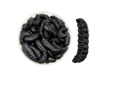 Teignes naturelles momifiées - Noir