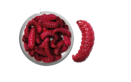 Teignes naturelles momifiées - Rose foncé