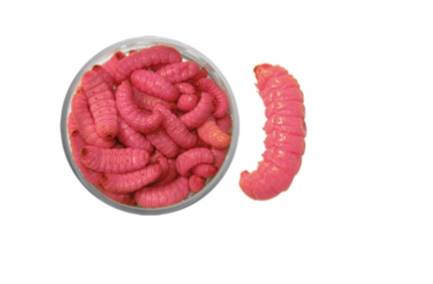 Teignes naturelles momifiées - Rose clair