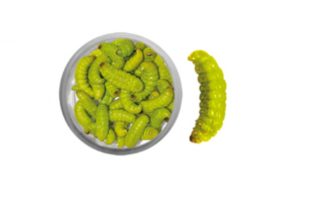 Teignes naturelles momifiées - Vert chartreuse