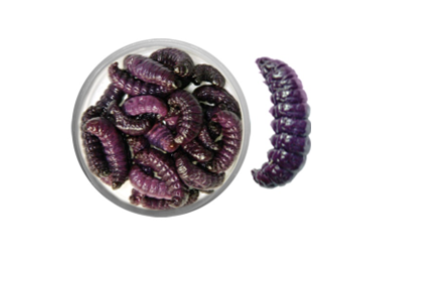 Teignes naturelles momifiées - Violet