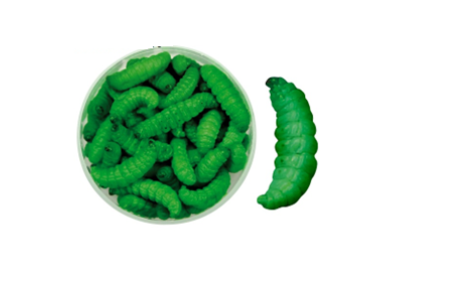 Teignes naturelles momifiées - Vert foncé