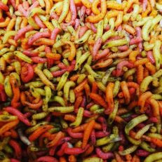 Asticots - Pinkies-Gozzers