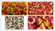 Asticots-Pinkies-Gozzers et autres